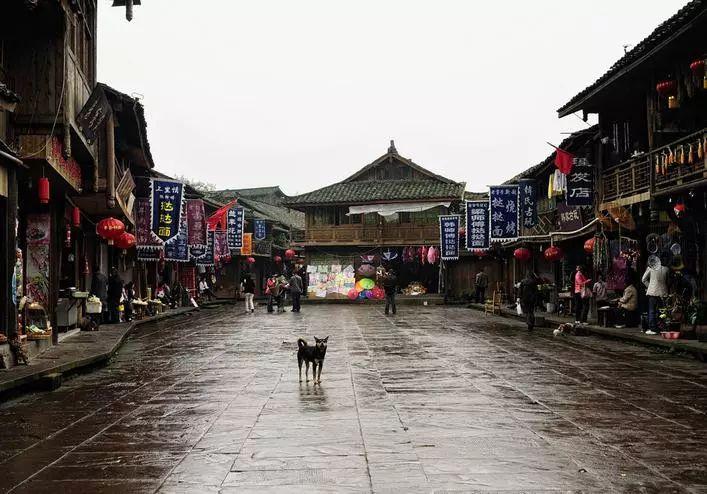 爱吃叶子的毛毛虫